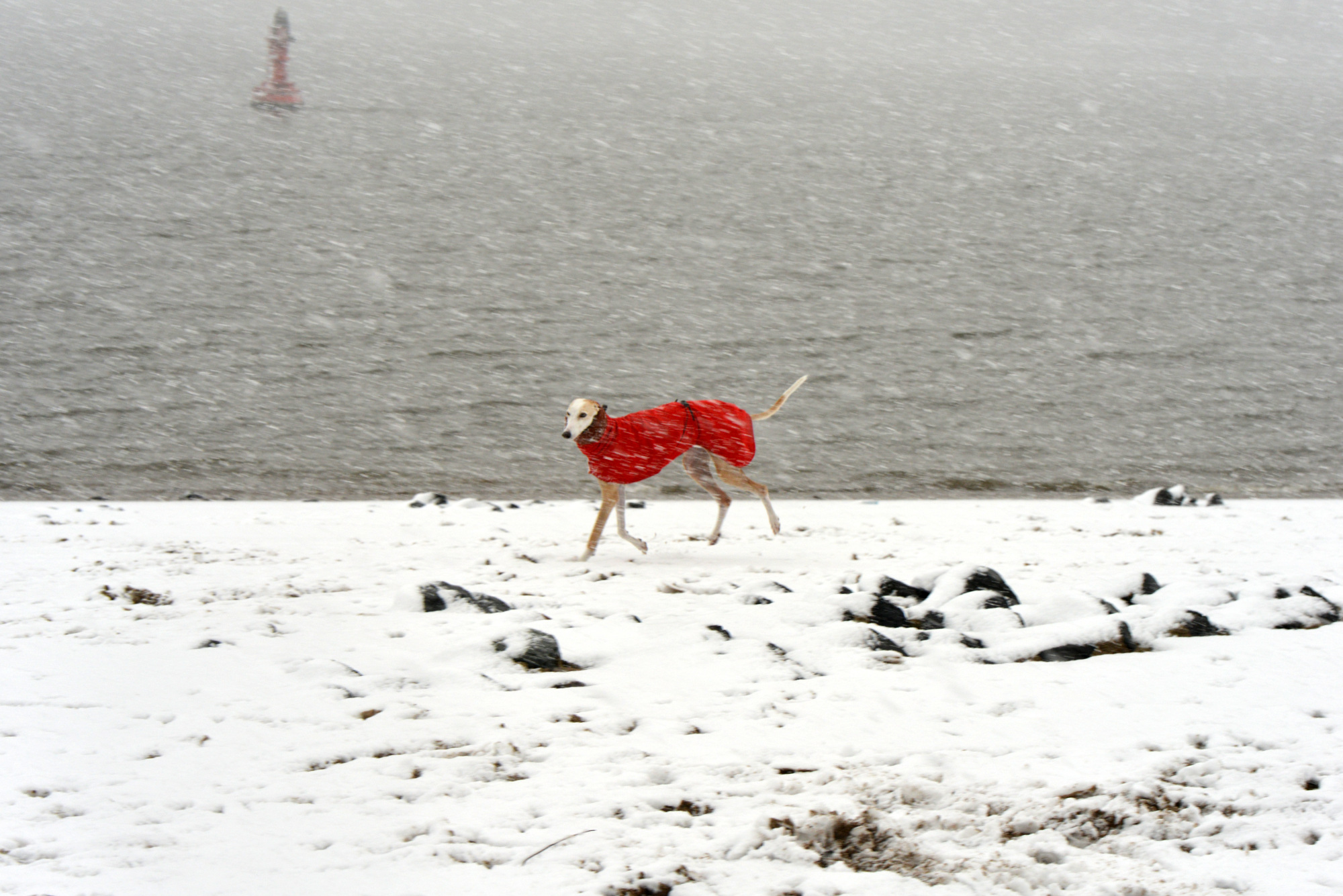 DSC_1150-19.1.18_995DSC_1150-19.1.18klein