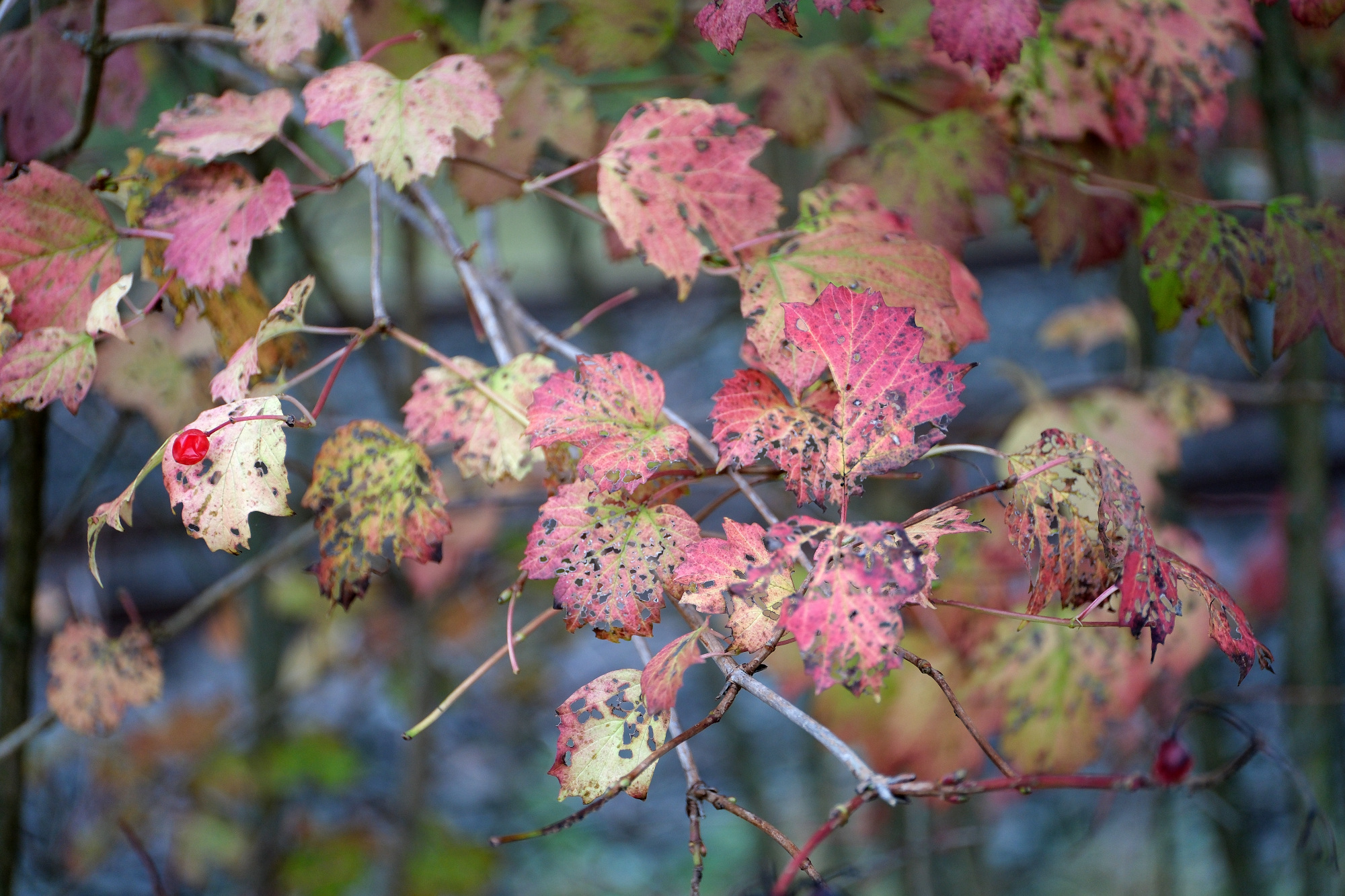 _ZZZ0380-19.10.25_1006_ZZZ0380-19.10.25klein